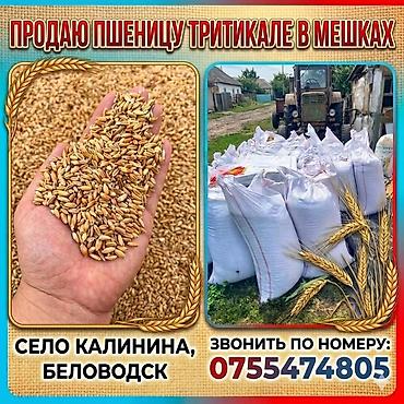 мешками: Местоположение: село Калинина, Беловодск. Контакты для связи указаны — 1