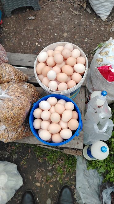 Digər quşlar: Kənt yumurtası kənt colpsı və kəsilib təmizləmiş öry satışı var kimə — 4