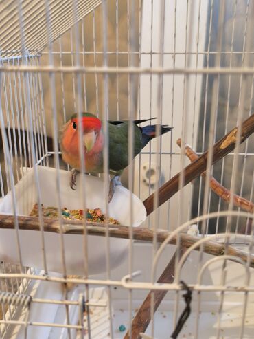 Tutuquşları: Sevimli Agapornis (lovebird) – qəfəs və aksesuarlarla - Növ