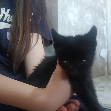 живой вес: Кошка даром: Беспородная, 1 месяц, Мальчик, Приучена к лотку — 3