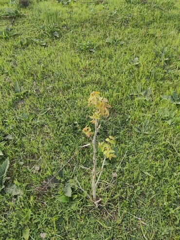 Torpaq sahələrinin satışı: 25 sot, Tikinti, Mülkiyyətçi, Kupça (Çıxarış) -da lalafo.az — 4 Torpaq sahələrinin satışı: 25 sot, Tikinti, Mülkiyyətçi, Kupça (Çıxarış) — 4