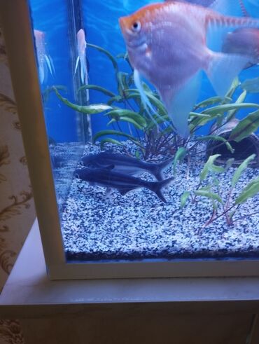 dib balıqları: Mələk balığı (skalyari), Sülhsevər