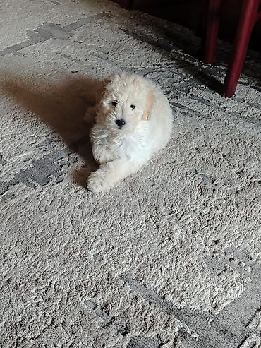 xalli itler: Pudel, 4 ay, Dişi, Peyvəndli, Rayonlara çatdırılma — 3