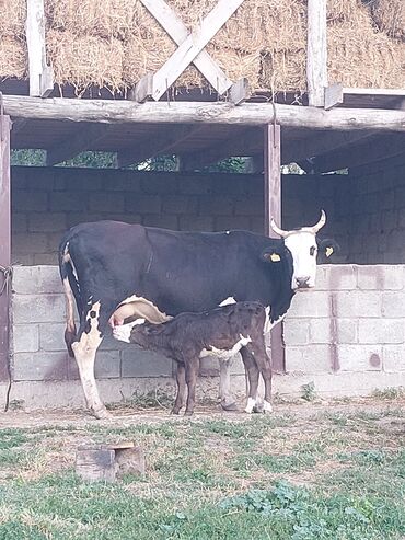 животные для дома: Продаю корова тёлками рост 135