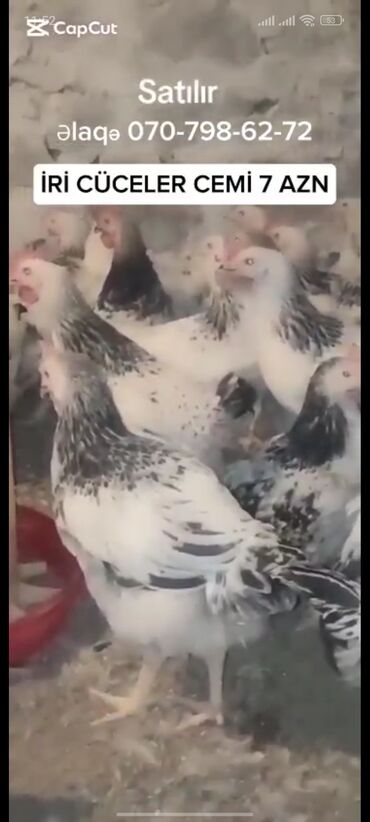 Inəklər, öküzlər: Toyuq cücələri, Ətlik