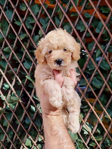 obuca ps: Dostupni za preuzimanje MALTIPOO prelepi, razigrani stenci, 4 decaka — 5