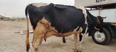 sağmal inek: Dişi, il: 3, 600 kq, Südlük, Ödənişli çatdırılma