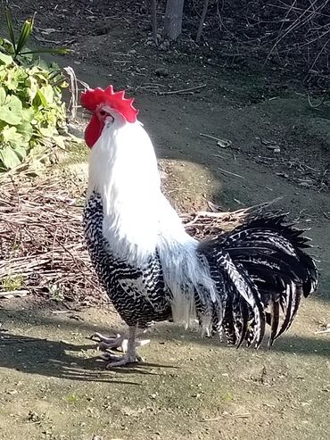 sumatra xoruzu: Salam, brama xoruzlar satilir. Cinsdir. Bine qesebesinde yaşayiram. 1