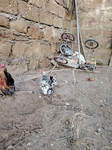 Xoruzlar: Yaponkalar satılır ünvan Əmircan — 15