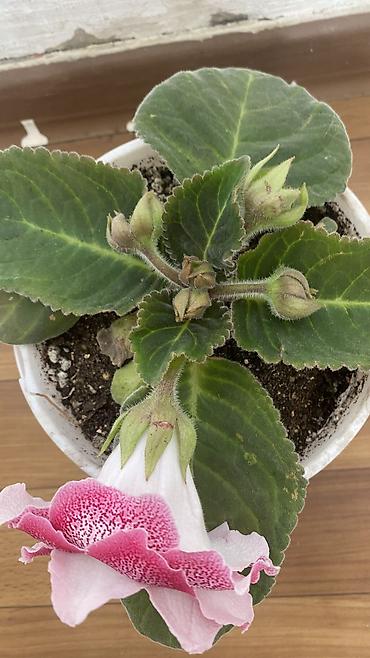 самшиты круглые: Колеус (Solenostemon) пестролистный, сорт с крупными волнистыми — 8