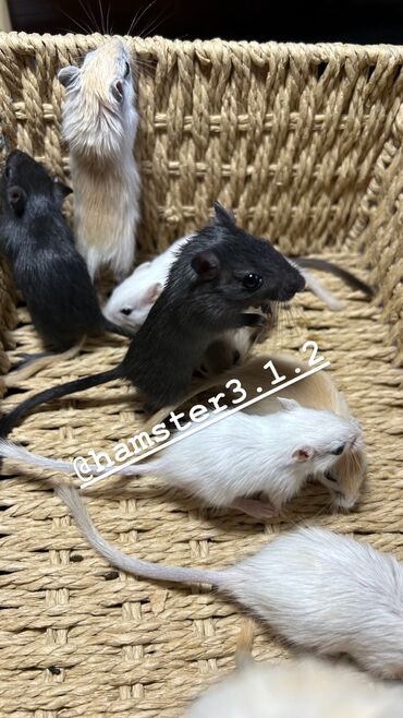 Хомяки: Ручные песчанки монгольские. Красивые окрасы, есть девочки и мальчики — 4