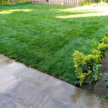 Toxumlar: Qazon sifarişi qəbul olunur yüksək keyfiyyətli danimarka toxumu ilə -da lalafo.az — 3 Toxumlar: Qazon sifarişi qəbul olunur yüksək keyfiyyətli danimarka toxumu ilə — 3