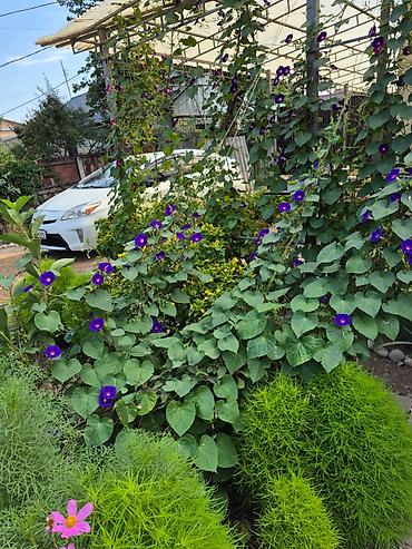 Долгосрочная аренда домов: 30 м², 1 комната, Парковка — 11