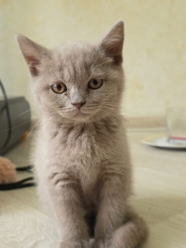 Pişiklər: Britan yastı qulaq, Erkək, Dişi, Yaxşı əllərə, Ünvandan götürmə, Pulsuz çatdırılma, Ödənişli çatdırılma — 87