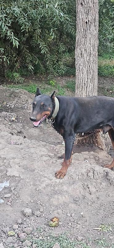 pudel satilir 2020: Doberman, Erkək — 4