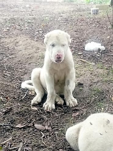 heyvanların sexsi: Alabay, 1 ay — 2