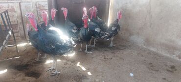 Inəklər, öküzlər: Hamisi erkekdi, saglam heyvanlardi. hamisini goturene endirim olunacaq
