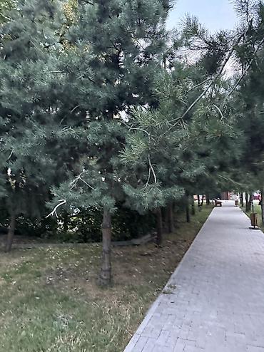 политех квартира: 1 комната, 49 м², Элитка, 4 этаж — 9