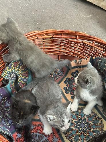 котята шиншиллы: Малыши домашние, чистые, здоровые и очень ласковые. Уже самостоятельно — 3