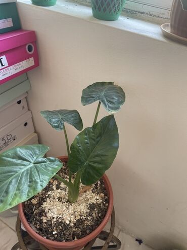 Otaq bitkiləri: Alokaziya (Alocasia) otaq bitkisi – iri, ürəkvari parlaq yaşıl