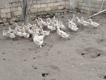 Ördəklər: Dilli ordekler — 2