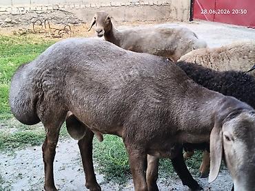 лошадь 1 год: Продаю | Баран (самец) | Гиссарская | Для разведения — 7