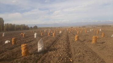 участки в сокулук: 120 соток, Для сельского хозяйства, Тех паспорт, Договор купли-продажи