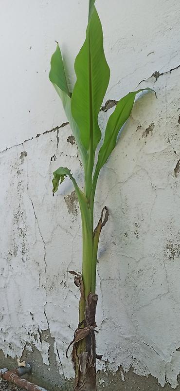 Ağaclar: Banan ağacı satışı - Növ: Tropik banan ağacı (Musa spp.) - İstilik — 9