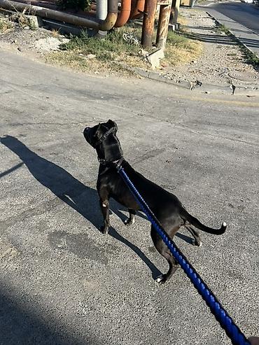 cütləş: Pitbul, 2 il, Erkək, Cütləşmə üçün, Ünvandan götürmə — 4