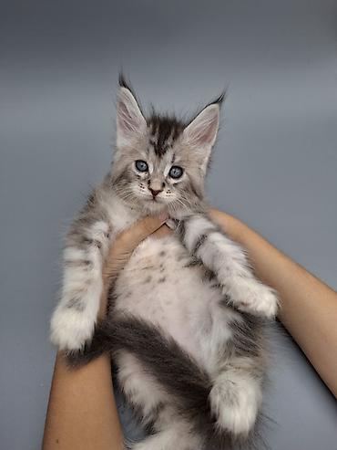 черный мейн кун: Мейн-кун, 1 месяц, Девочка, С документами — 1