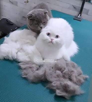 Другие услуги: Груминг в Бишкеке Стрижка Вычес (линька) Купание профессиональной — 13