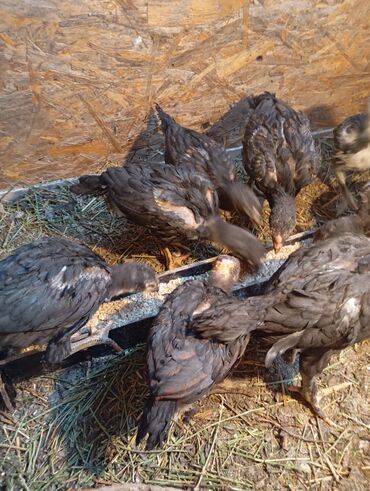 дикие птицы кыргызстана: Ушул 25 -Кундук дакан 15 Кундук да бар арасында жожолор Сатылат