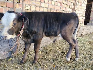 Коровы, быки: Продаю | Бык (самец) | Швицкая | На откорм | Искусственник — 3
