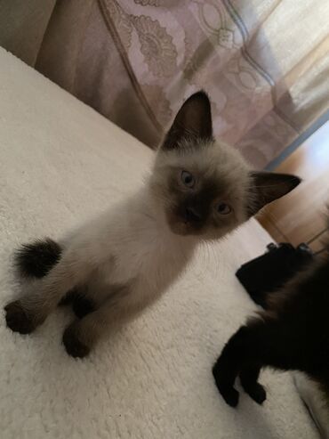сиамская кошка: Сиамский котенок, девочка 3.5 месяца. К лотку приучена, очень ласковая