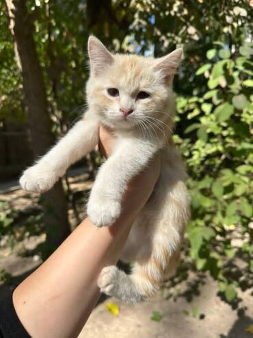 британская короткошерстная кошка золотая шиншилла: Мышык бекер берилет: Породасыз, Ургаачы