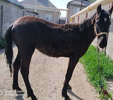 Лошади, кони: Продаю | Жеребец | Рабочий — 2