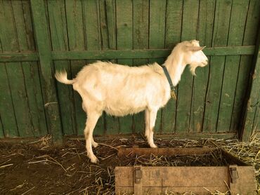 Козы, козлы: Продаю | Коза (самка), Козёл (самец) | Зааненская, Битал | Для разведения | Племенные — 4