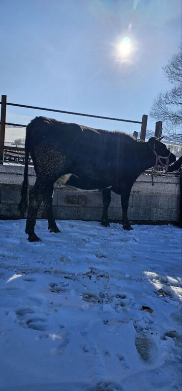 Коровы, быки: Продаю | Корова (самка) | Полукровка | Для молока | Привязанные — 15