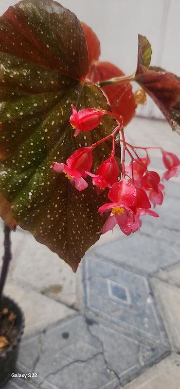 beqoniya: Angel Wing Begonia (Begonia coccinea qrupundan) – dekorativ qapı və — 2