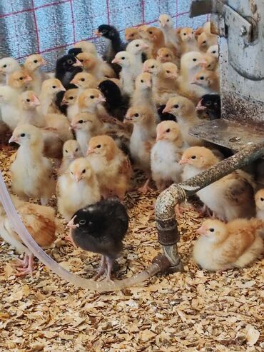 Toyuqlar: Toyuq, Damazlıq, Ünvandan götürmə — 10