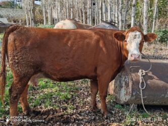 kreditle inekler: Самка, лет: 3, 800 кг, Для разведения, Для молока, Платная доставка