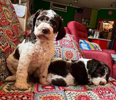 Psi: Nasa odgajivacnica lagotto romagnolo pasa A GANG OF LAGOTTA FCI 7244 — 20