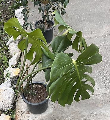 неделю: Фикус эластика вариегатный (Ficus elastica variegata) - Крупные — 3
