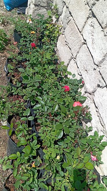 orxideya gulunun qiyməti: Rengareng qizil guller 6 azn — 8