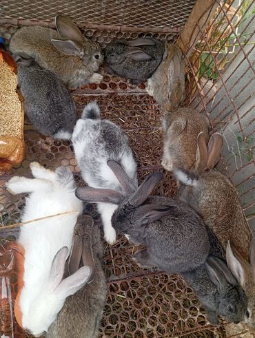 калифорния кролик: Продаю | Крольчиха (самка), Кролик самец, Крольчата | Серый великан, Фландр, Калифорнийская | На забой, Для разведения | Племенные