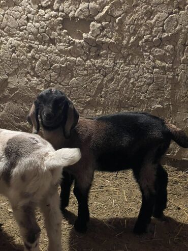 Козы, козлы: Продаю | Козлёнок | Для разведения — 2