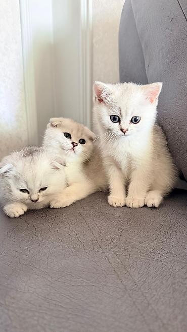Кошки: Британская, Самка — 1