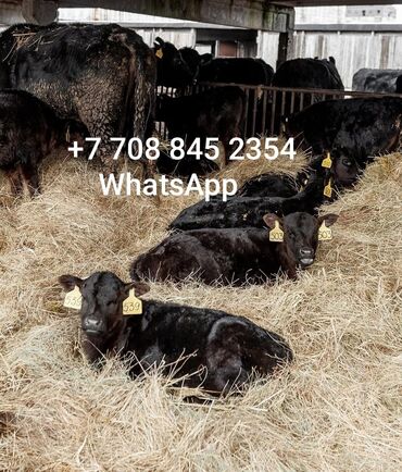 телята продажа: Бычки телята звоните пишите на WhatsApp +7-708-845-23-54
