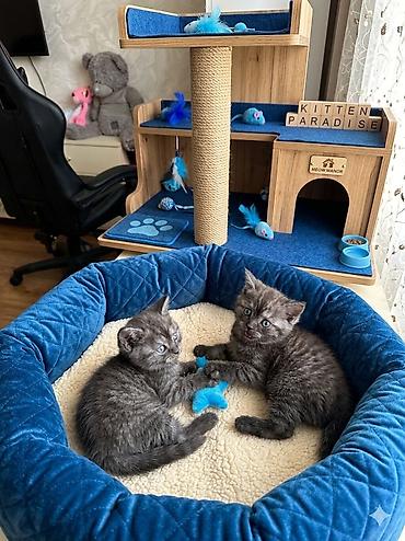 Pişiklər: Şotland, Erkək, Dişi, Ünvandan götürmə — 5