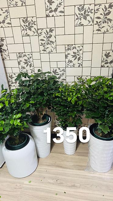 Другие комнатные растения: Комнатные цветы, цены написаны на фото — 18